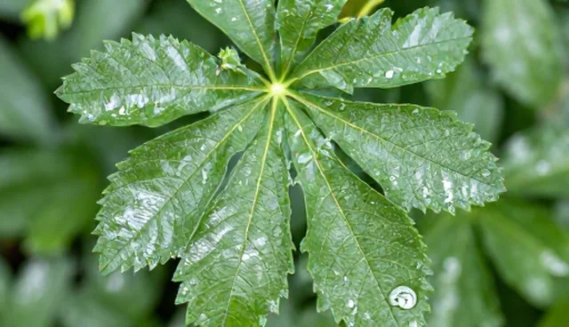 网络优化：服务器托管服务选型关注点分析